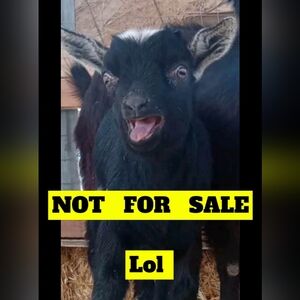 (4/$15!)Guess women's XL pride rainbow heart soft tee